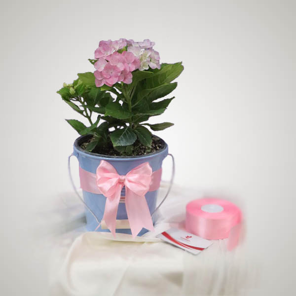 گلدان هورتانسيا با سطل فلزي
