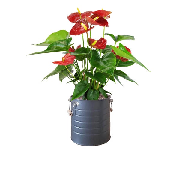 گل آنتریوم قرمز - گلدان 6