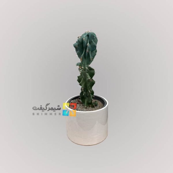 کاکتوس صخره ای - گلدان سرامیکی